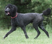 "Blue" Sunridge Midnight Blue, a blue male Standard Poodle for sale