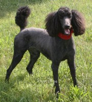 "Zia" Sunridge Princess of My Dreamz, a blue female Standard Poodle