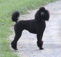 "Molly" Sunridge Untouchable Dark Skye, a blue female Standard Poodle