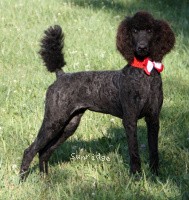 "Zia" Sunridge Princess of My Dreamz, a blue female Standard Poodle