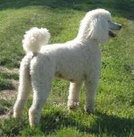 "Jewel" Amandi's Moonbeam, a white female Standard Poodle