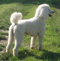 "Jewel" Amandi's Moonbeam, a white female Standard Poodle