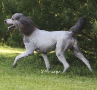 Sunridge Untouchable Vision, a silver male Standard Poodle