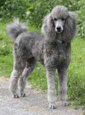 X. Twilight Princess, a silver female Standard Poodle