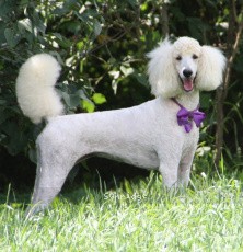 "Kizi" Sunridge Kiss of My Dreamz, a white female Standard Poodle