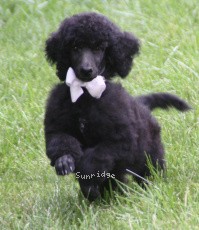 Hermes, a blue male Standard Poodle