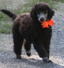 "Diadora" Masdo's Diadora, a silver female Standard Poodle