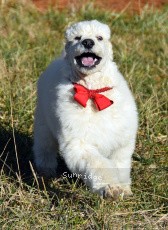 Rock, a white male Standard Poodle