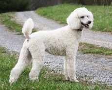 "Holly" Amandi's Holiday Parti Frock, a parti (white/cream) female Standard Poodle