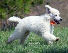 Blake, a white male Standard Poodle