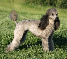 "Belle" Faery Dae's Silver Belle, a silver female Miniature Poodle
