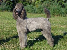 "Zena" Sunridge Warrior Princess, a silver female Standard Poodle