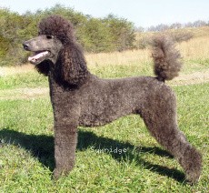 "Lyric" Sunridge Midnight Sonata, a blue female Standard Poodle