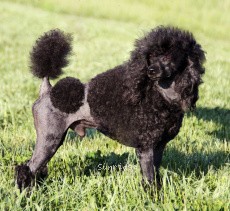 "Cruise" Sandpipers Cruisn For A Bruisn, a black male Miniature Poodle