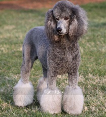 "Cher" Prairieland I Got You Babe, a silver female Standard Poodle