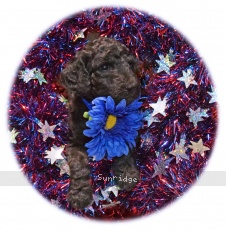 Zuzu, an abstract silver female Standard Poodle