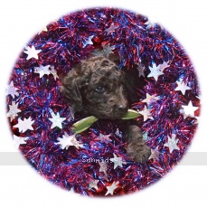 Lando, a silver male Standard Poodle