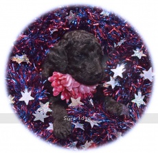 Padgette, a silver female Standard Poodle