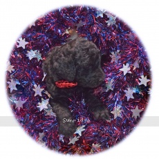 Prince, a blue male Standard Poodle