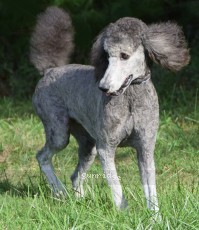 "Kelly" Mithril Kelly Girl On Water Hill, a silver female Standard Poodle