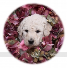 Sasha, a white female young adult Standard Poodle