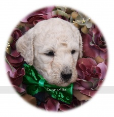 Sophie, a cream female Standard Poodle