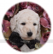 Talulah, a white female Standard Poodle