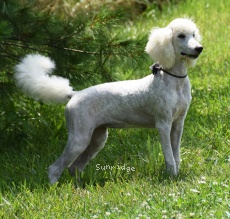 "Dymond" Sunrige Vision of Moonlight Dymonds, a white female Standard Poodle