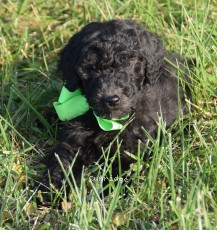 Grady, a silver male Standard Poodle puppy for sale