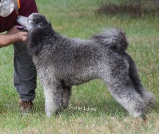 Violet, a silver female Standard Poodle