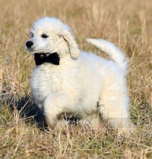 Bizmark, a white male Standard Poodle puppy for sale