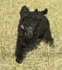 Nelson, a blue male Standard Poodle puppy