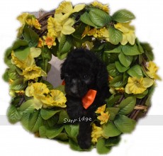 Octavius, a silver male Standard Poodle puppy for sale