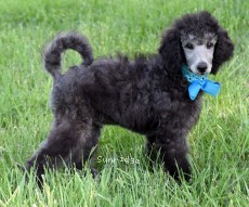 Bethany, an abstract silver female Standard Poodle puppy for sale