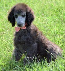 Providence, a silver female Standard Poodle puppy for sale