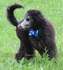 Belton, a silver male young adult Standard Poodle for sale