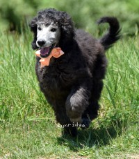 Olana, a silver female young adult Standard Poodle for sale