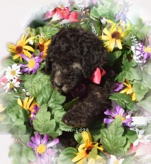Roxie, an abstract silver female Standard Poodle puppy