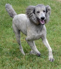 "Cherie" Prairieland Rock Me All Night Long, a silver female Standard Poodle