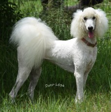 "Dazzel" Sunridge Dazzeling Dreamz, a white female Standard Poodle
