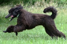 "Nickolas" Sunridge Gallant Night Warrior, a blue male Standard Poodle