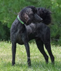 "Nickolas" Sunridge Gallant Night Warrior, a blue male Standard Poodle
