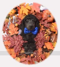 Blackwell, a blue male Standard Poodle puppy for sale