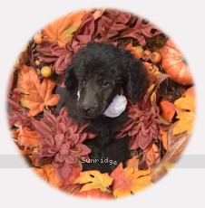 Welcom, a blue female Standard Poodle puppy for sale