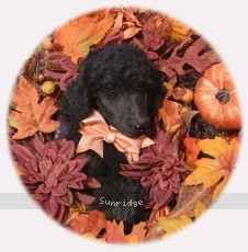 Organza, a blue female Standard Poodle puppy for sale