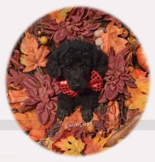 Rockwell, a black male Standard Poodle puppy for sale