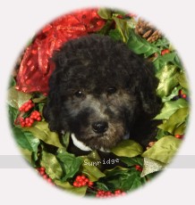Wicker, a silver female Standard Poodle puppy for sale