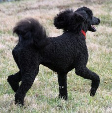 Gigi, a black female Standard Poodle