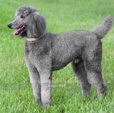 "Gideon" Sunridge Gallant Midnight Warrior, a silver male Standard Poodle