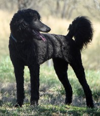 Bella, a blue female young adult Standard Poodle for sale